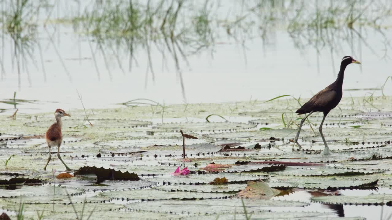 A chick on the left and a parent bird on the right looking around, Bronze-winged Jacana, Metopidius indicus, Pak Pli, Nakorn Nayok, Thailand