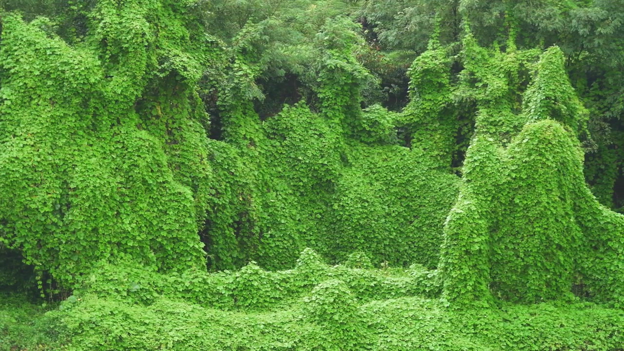 Vegetazione verde lussureggiante che ricopre gli alberi in una fitta foresta