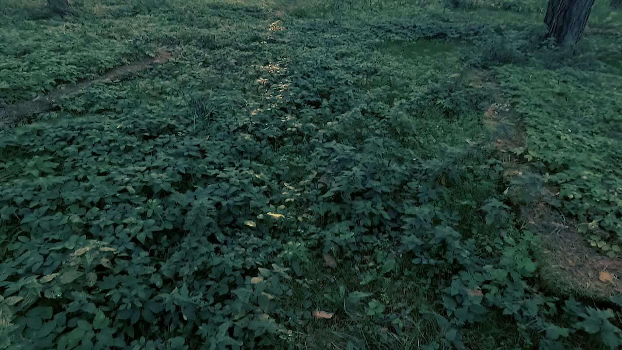 la luz del sol ilumina la hierba en el bosque