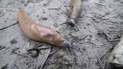 zwei braune nacktschnecken treffen sich und küssen sich auf dem waldboden