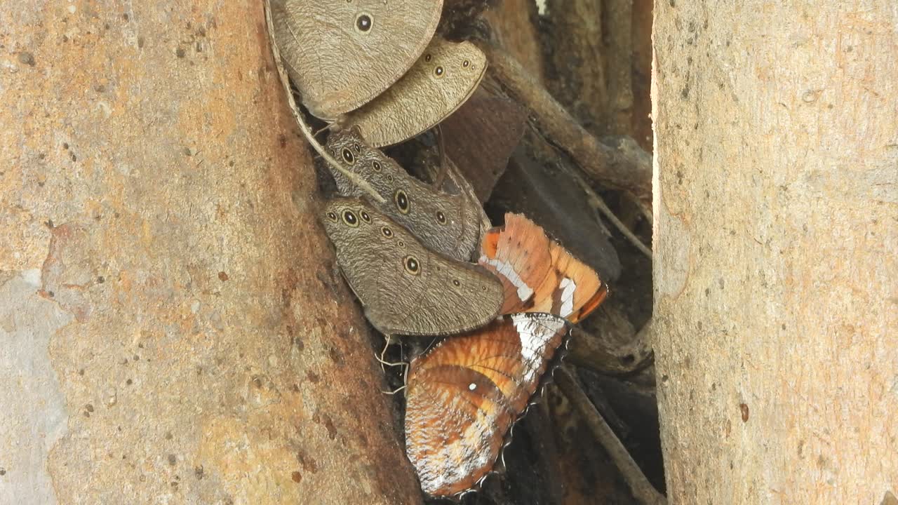 Beautiful Butterfly's relaxing on tree