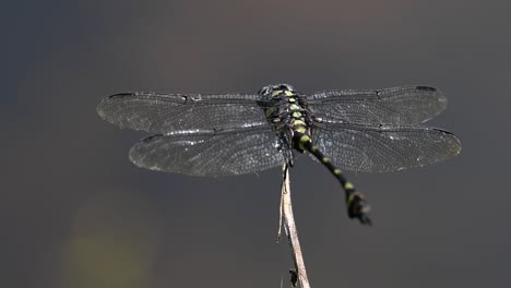 the common flangetail dragonfly is commonly seen in thailand and asia