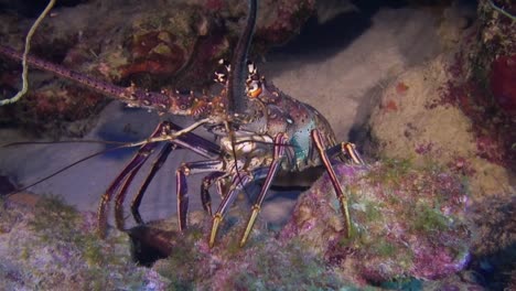 colourful spiny lobster