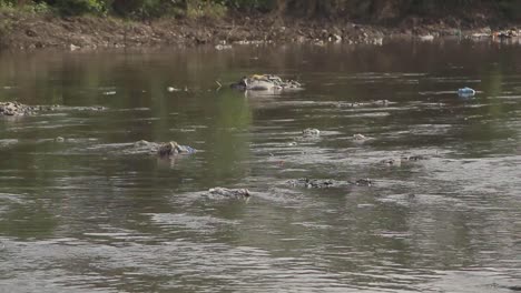 Basura-Tóxica-Que-Contamina-Una-Vía-Fluvial,-Arrojada-Causando-Un-Desastre-Ambiental