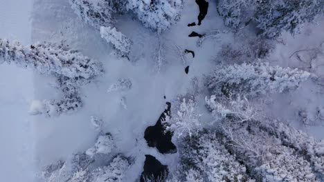 a beautiful winter evening in the wasatch forest