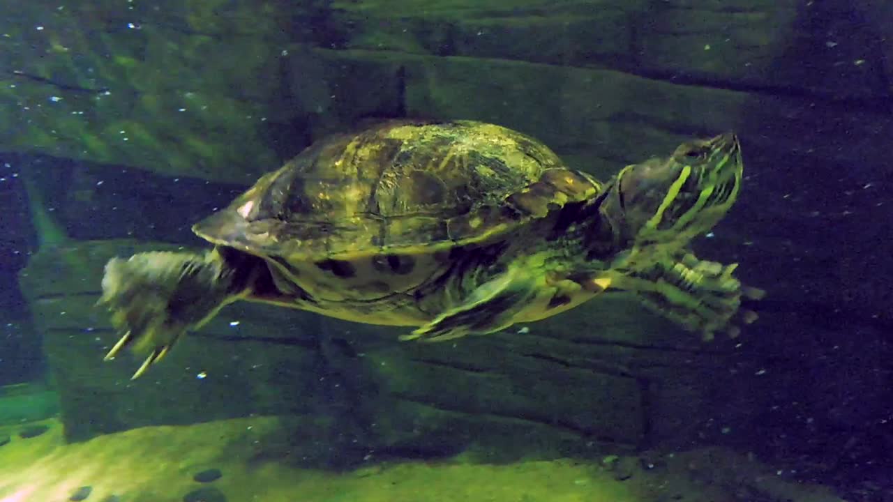 Five terrapin turtles swim together underwater in an aquarium in London