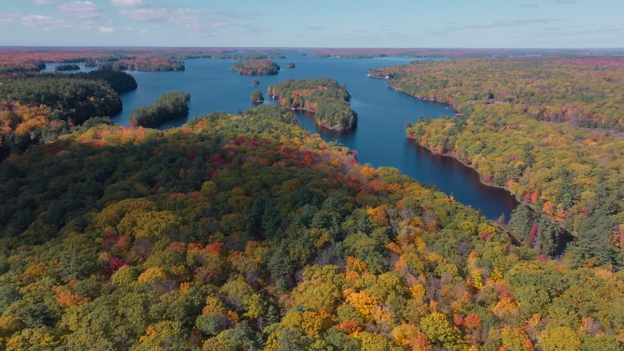 Muskoka lakes and forests during fall with vibrant autumn colors and clear skies , aerial view