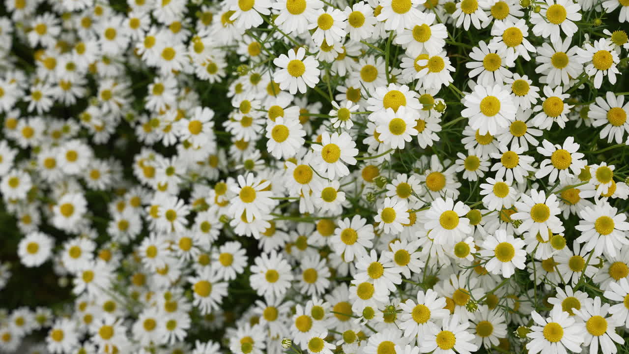 Top view field of white and yellow daisy flowers in full bloom