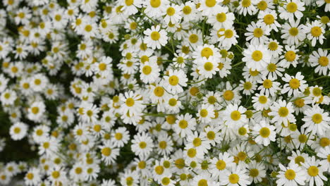 top view field of white and yellow daisy flowers in full bloom