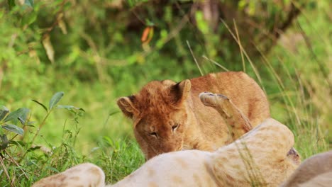 slow motion shot of close up shot of big 5 lion cubs play fighting being cute and cheeky, african wildlife in maasai mara national reserve, kenya, young cute africa safari animals having fun