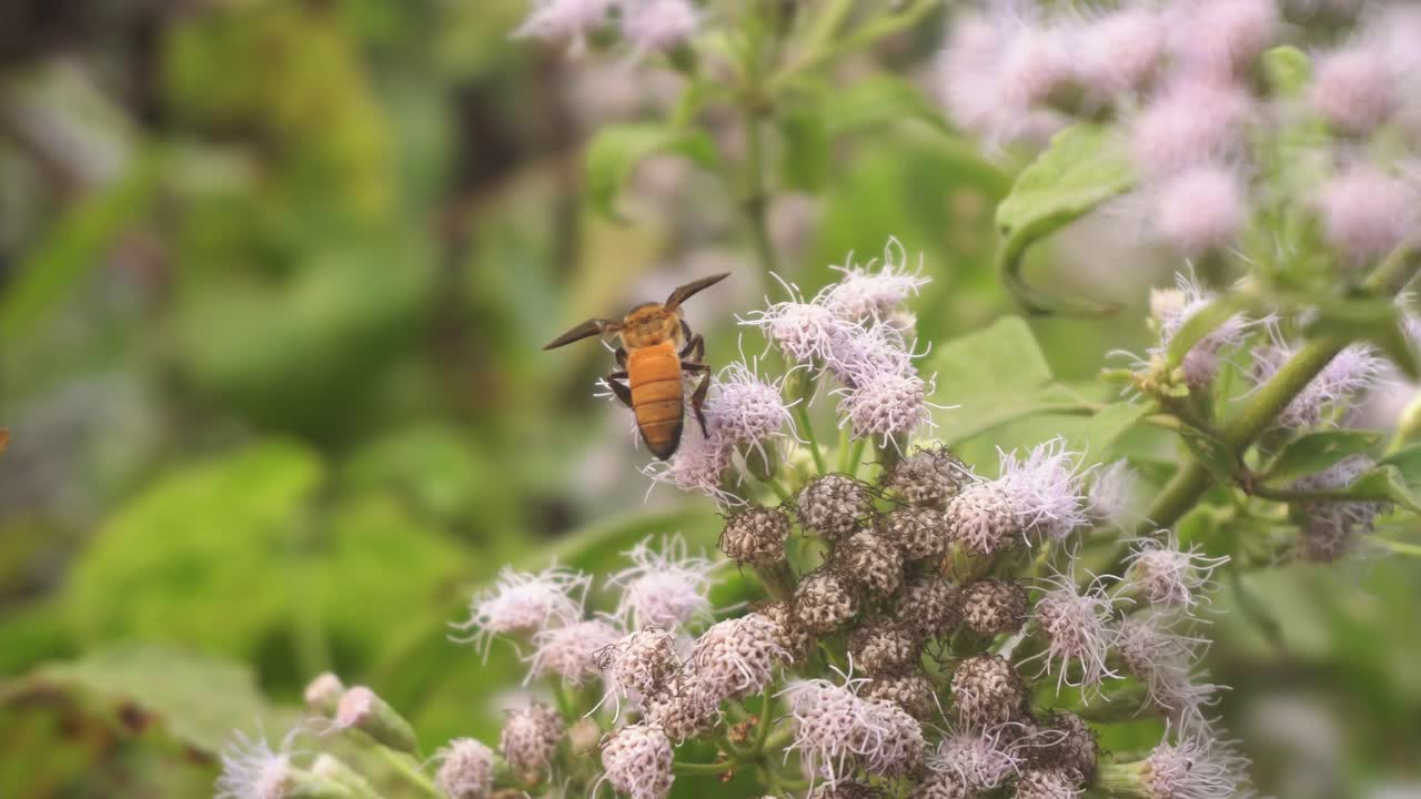 las abejas recogen miel de las flores silvestres