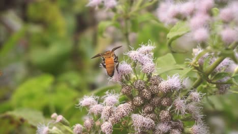 Las-Abejas-Recogen-Miel-De-Las-Flores-Silvestres