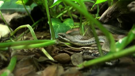 Serpiente-Chironius-Exoletus,-También-Conocida-Como-Linnaeus-Sipo-O-Serpiente-De-Vid,-Arrastrándose-Por-El-Suelo