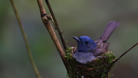 Papamoscas-Azul-De-Nuca-Negra,-Hypothymis-Azurea,-Tailandia