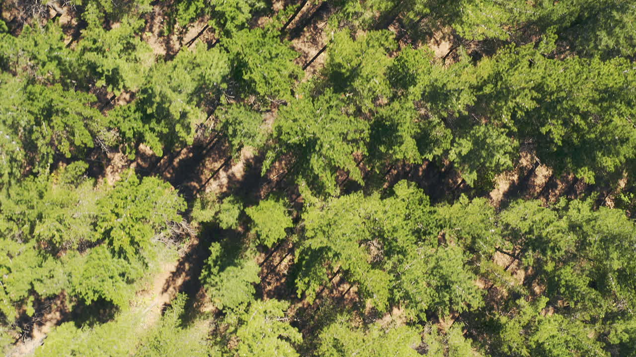 私は木の間で自宅のように感じます ⁇