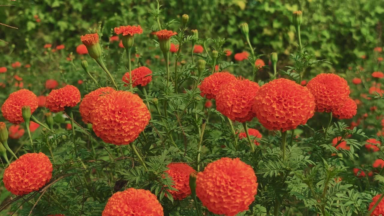 Close-up of bright orange marigold (Tagetes erecta) flowers swaying gently in the breeze, capturing the beauty and calm of nature in a blooming garden