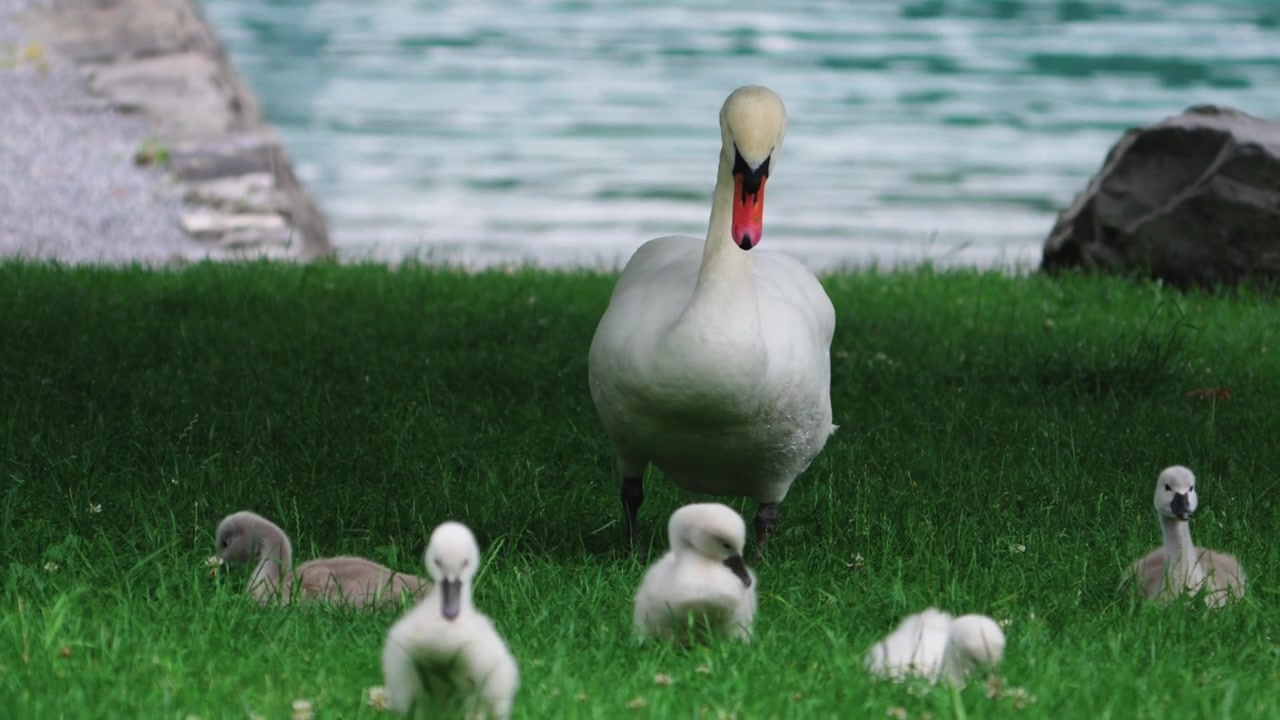 İsviçre'nin Walenstadt yakınlarındaki Walensee göl kenarında yavrularını gözetleyen dilsiz kuğu, yaban hayatı, aile ve doğa görünümü.