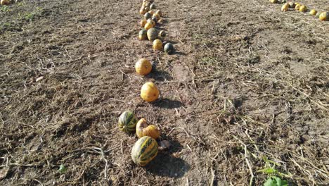 Huerto-De-Calabazas-En-Tierras-De-Cultivo-Listas-Para-Cosechar-Halloween,-Tiro-Aéreo-Con-Drones-Con-Vista-Inclinada-Hacia-Abajo