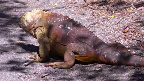 Eine-Landleguan-Rieseneidechse-Auf-Den-Galapagos-Inseln-2