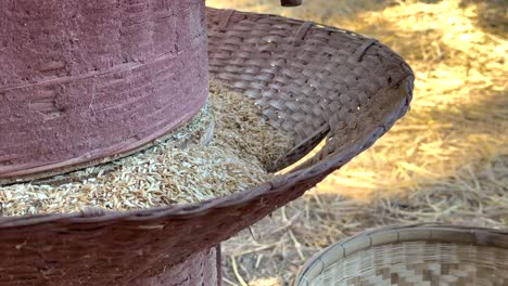 proceso de molienda del arroz utilizando equipos tradicionales