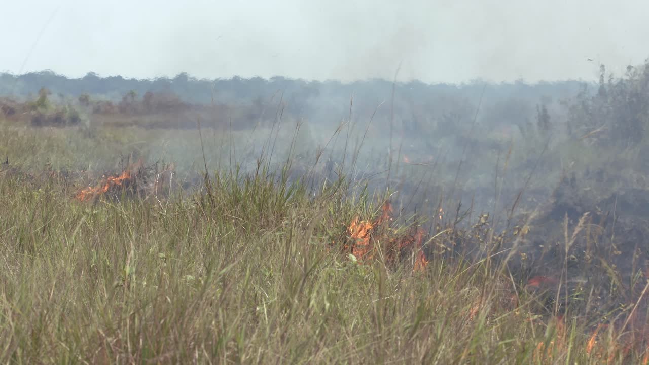 Incendio di sterpaglie ai margini della foresta pluviale amazzonica a causa della siccità provocata dalla deforestazione.