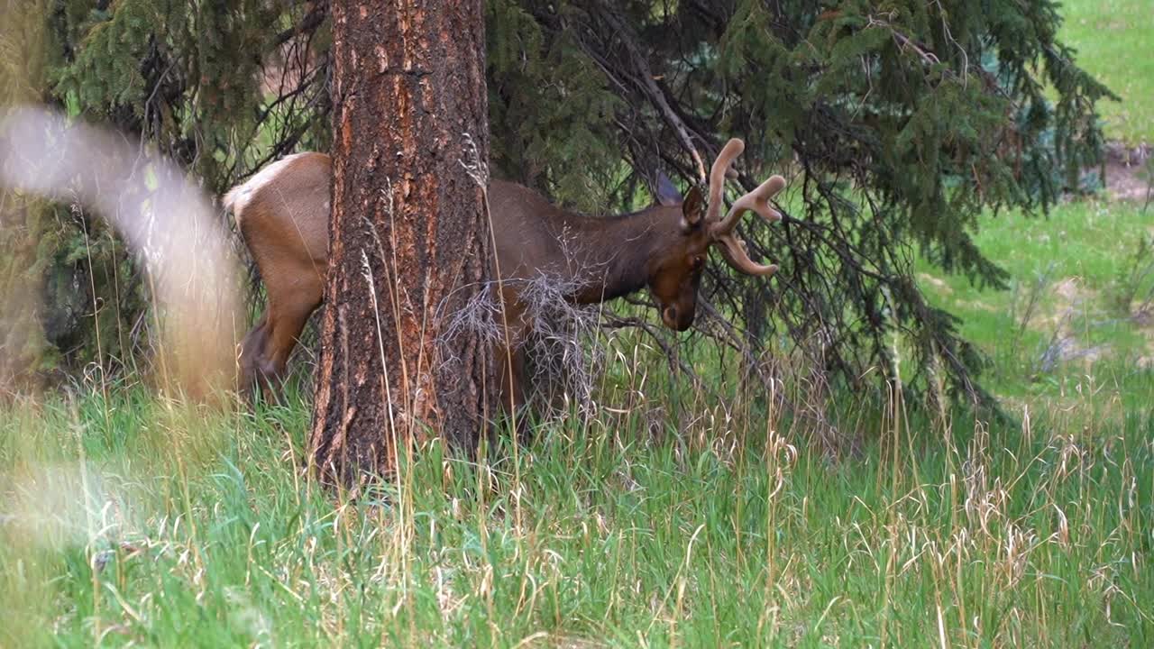 primer plano de un alce comiendo en el parque estes