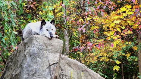 un lobo gris de las montañas rocosas del norte descansa sobre una roca, vigilando su entorno