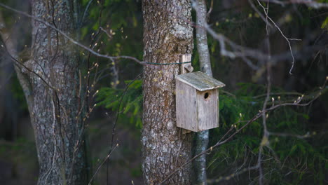 Cacerola-Lenta-De-Pajarera-En-El-Tronco-Del-árbol-En-El-Bosque-En-Finlandia,-Dof-Bajo