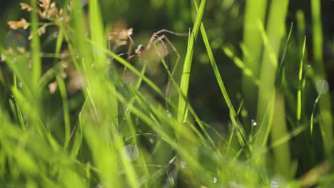 una araña de patas largas se arrastra a través de la hierba verde fresca