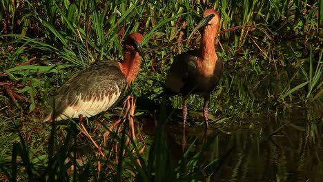 Flock-of-orange-buff-necked-ibis-searching-for-prey-fish