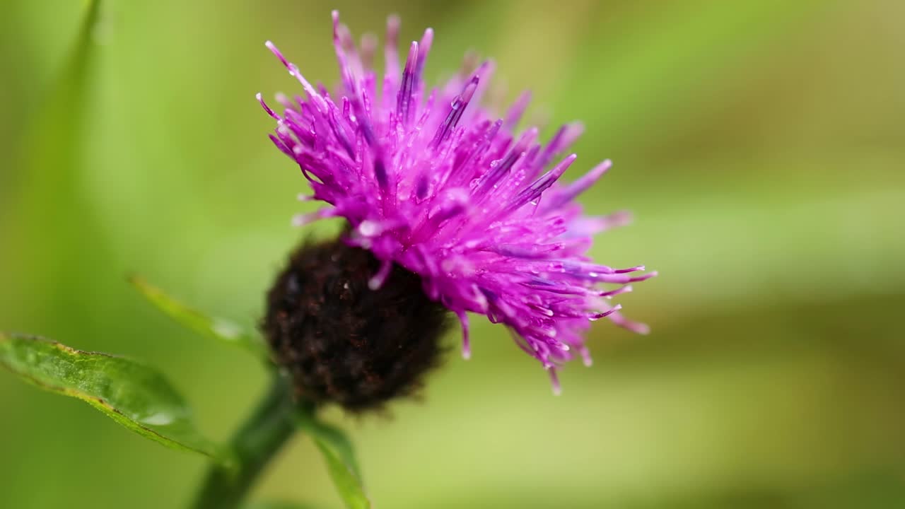 primer plano de un cardo púrpura en la naturaleza