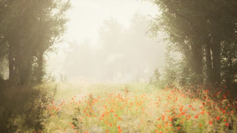 clearing in the forest in sunny summer morning