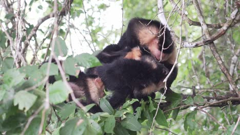 grupo de primates mono infectado por pulgas sentado en una rama en la jungla rascándose picazón