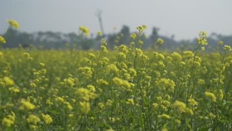 Flores-De-Mostaza-Están-Floreciendo-En-El-Vasto-Campo