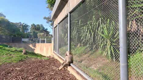 baboon interacting with enclosure fence