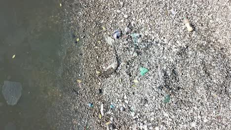 el lagarto de monitoreo sube cerca de la basura.