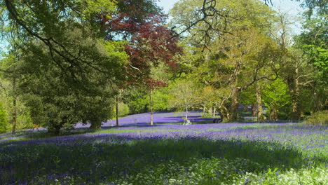 woodland scene revealed a carpet of bluebells with tree canopies at enys gardens in cornwall, england