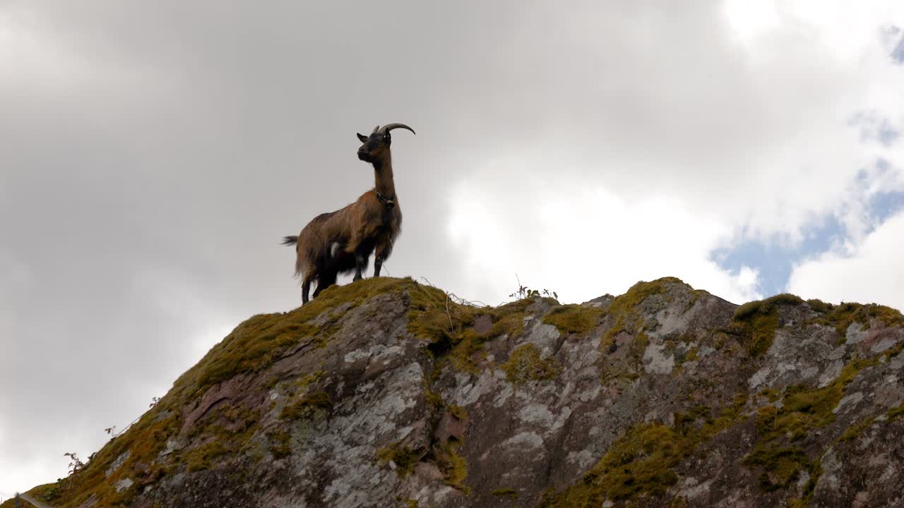 A cute goat walks onto a rock and looks around. It's cloudy, and clouds are drifting by. Taken in the Swiss Alps and mountain landscapes. Wild nature.
