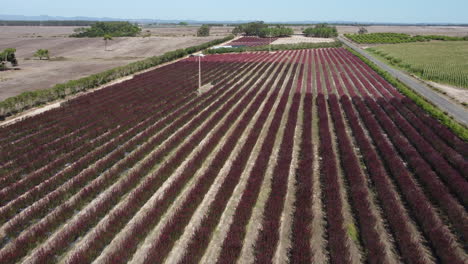 Plantation-Of-Conebush-Shrub-Plants-Under-The-Sunlight-In-Portugal