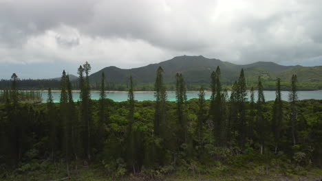 Aerial:-columnar-pine-trees-on-New-Caledonia-Pacific-island,-4K-reveal