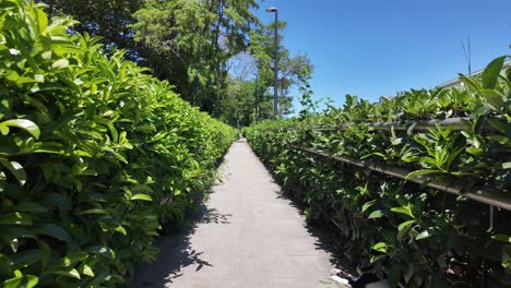 park path lined with lush green hedges