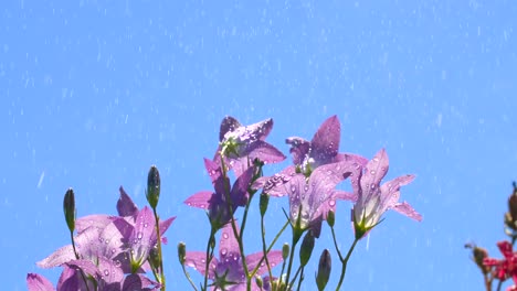 purple flowers in rain