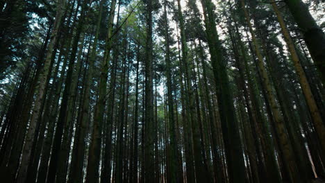 Tall, Slender, Dry Tree Trunks In The Mountains
