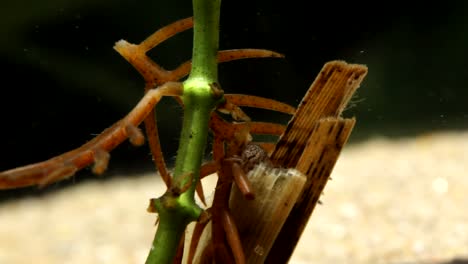 larva de caddisfly alimentándose de vegetación acuática muerta