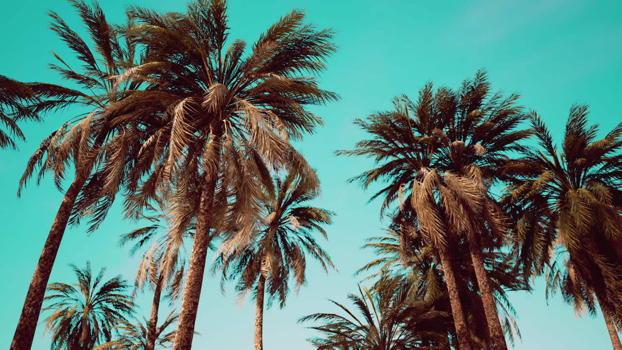 ⁇ 은 하늘 과 반 ⁇ 이는 태양 을 가진 코코 ⁇  나무 아래