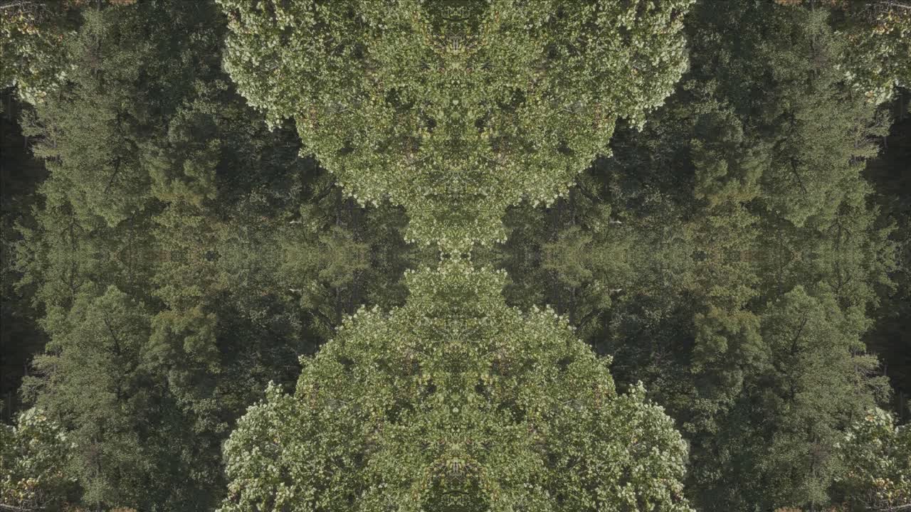 caleidoscopio de vegetación usando imágenes de bosque de wissahickon creek, philadelphia, #11