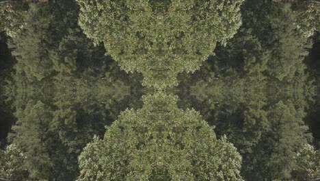 greenery kaleidoscope using forest imagery from wissahickon creek, philadelphia, #11