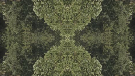 greenery kaleidoscope using forest imagery from wissahickon creek, philadelphia, #11