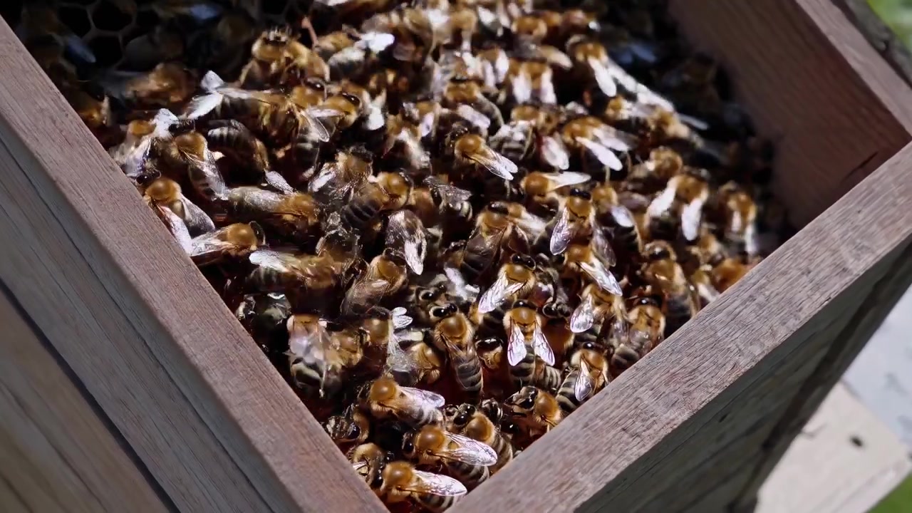 Aerial View of Sustainable Park and Close-up of Honeybees in Hive