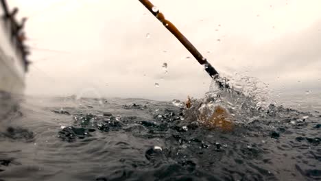underwater view of a california sculpin getting gaffed by a deckhand on a sportfishing boat